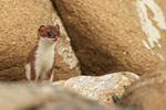 Stoat showing tongue, Duck Island, Alaska