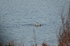 Grey Phalarope