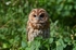 Tawny Owl