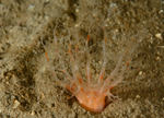 Psolus phantapus