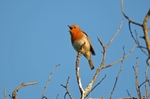 Robin