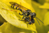 Mellinus arvensis (f)