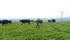 A Man And His Cattle