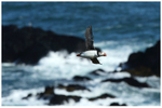 Puffin with Plastic