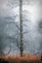 Single Birch in the Mist