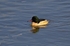Goosander