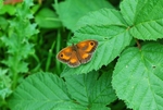 Gatekeeper