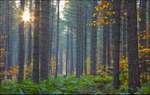 sunburst pine