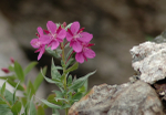 Montane Fireweed