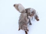 Arctic Foxes sliding down slope during fight, Hornstrandir, Iceland