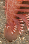 Pennatula phosphorea