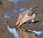 Waxwing - Bombycilla garrulus