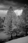 Cypress