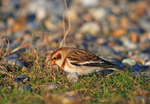 Snow Bunting
