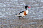 Common Shelduck