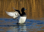 Tufted Duck