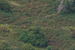 Arnison Crag-20