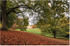 Autumn at Cockington Country Park