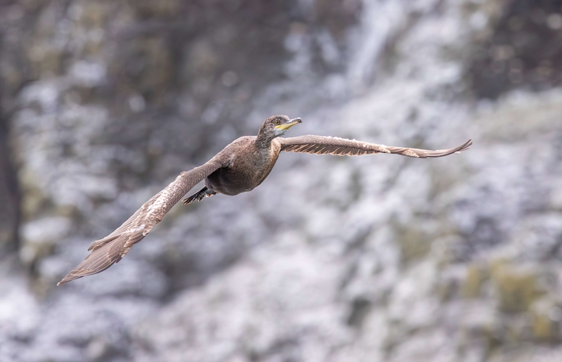 European Shag - Isle of Skye - Scotland