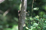 Pine Marten