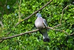 Woodpigeon