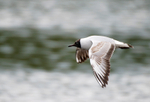 Black-Headed Gull
