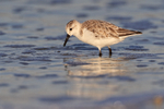 Sanderling in the sea, Fort De Soto, Florida