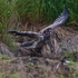 Bald Eagle (juvenile) chases off a Magpie