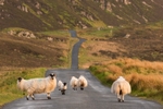 The Long Road Home