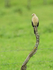 Yellow-headed Caracara (adult), Panama