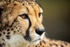 Up close and personal (Cheetah)