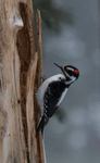 Hairy Woodpecker