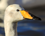 Whooper Swan close-up, Tjörnin, Reykjavik, Iceland