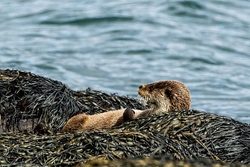 Otter