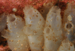 Ascidiella aspersa