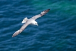 Fulmar portfolio