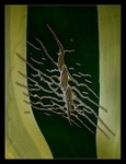 Agave Tattoo