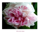Rosa alba 'Minette' 2