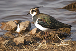 Lapwing