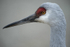 Sandhill Crane Profile