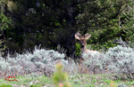 3HPhotography5-22-25_GTNP_1537_