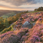 Froggatt Edge Peak District Heather