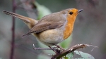 Robin Resting On A Bramble