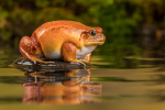 False Tomato Frog