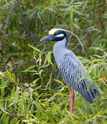 Yellow Crowned Night Heron _0002