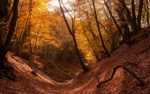Autumn in Jellys Hollow