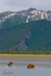 Bears on Mudflats