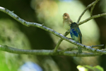 Indigo Bunting portfolio