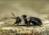 Andrena cineraria (f)