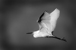 Little  Egret.County Louth